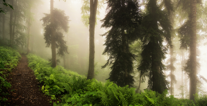 Mist Trail