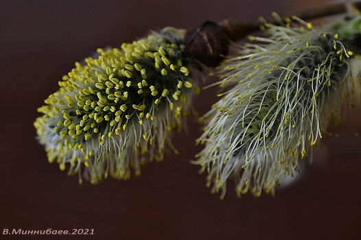 Pussy-willow