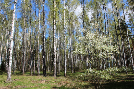 Birch Grove