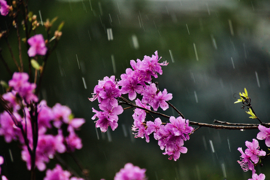 Rain