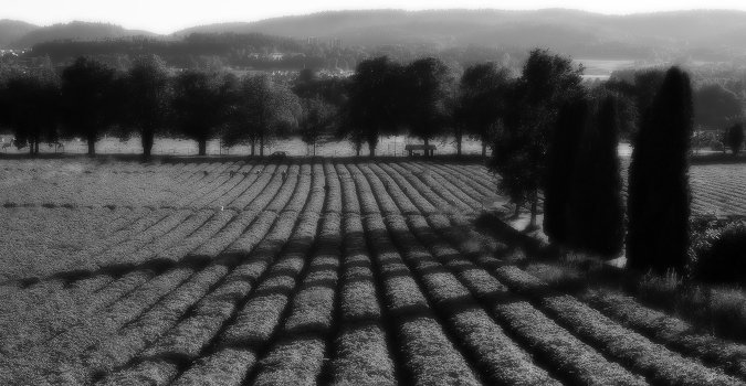 Strawberry fields