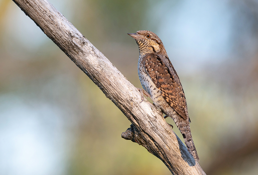 Wryneck