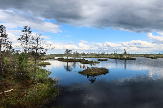 swamp