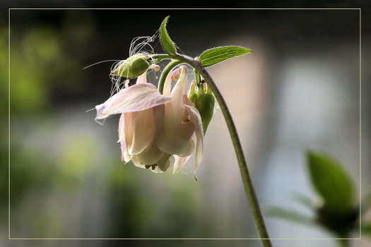 Aquilegia