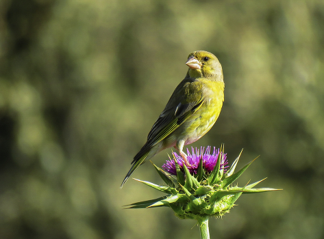 Yellow Wagtail