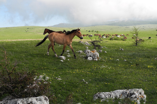 Highlands