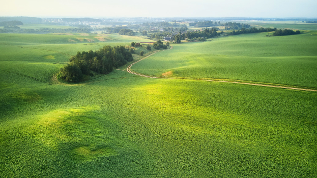 Green Morning