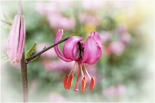 Aquilegia