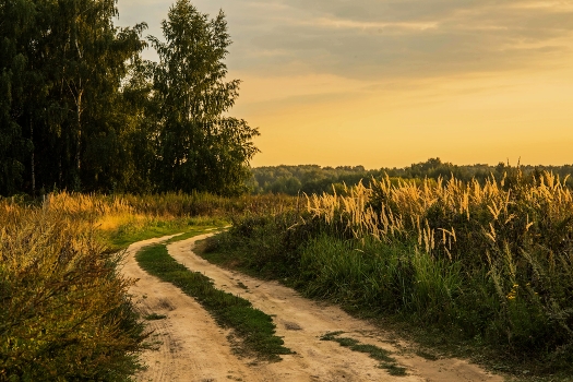 Golden Evening