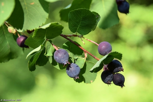 Juneberry