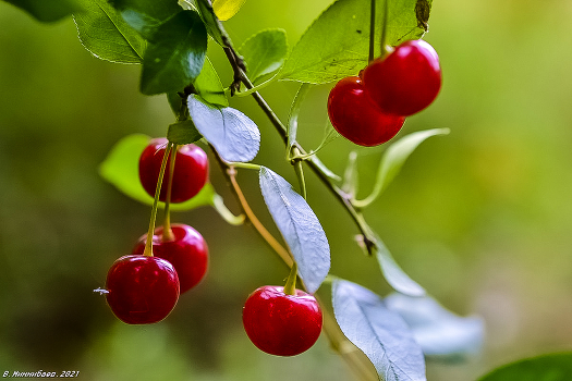 Cherries