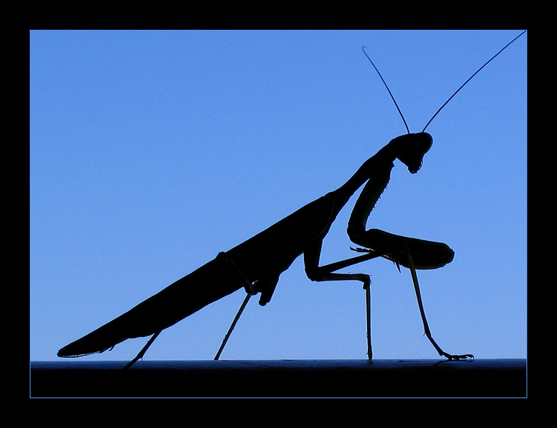 Mantis