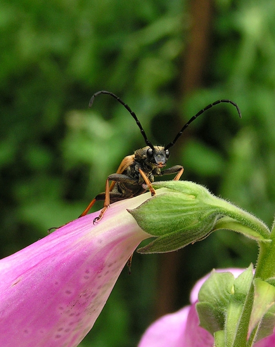 Beetle