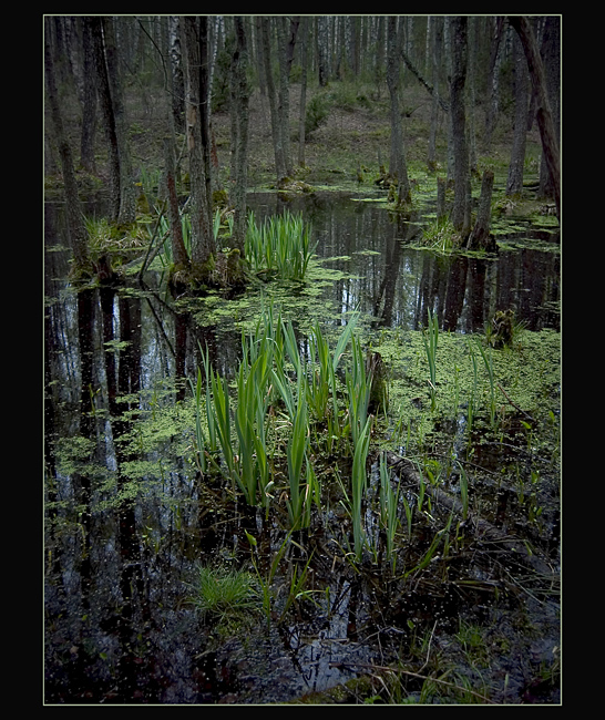 Swamp