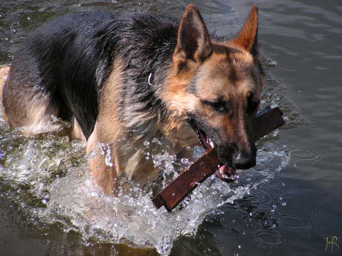 Wasserhund =)