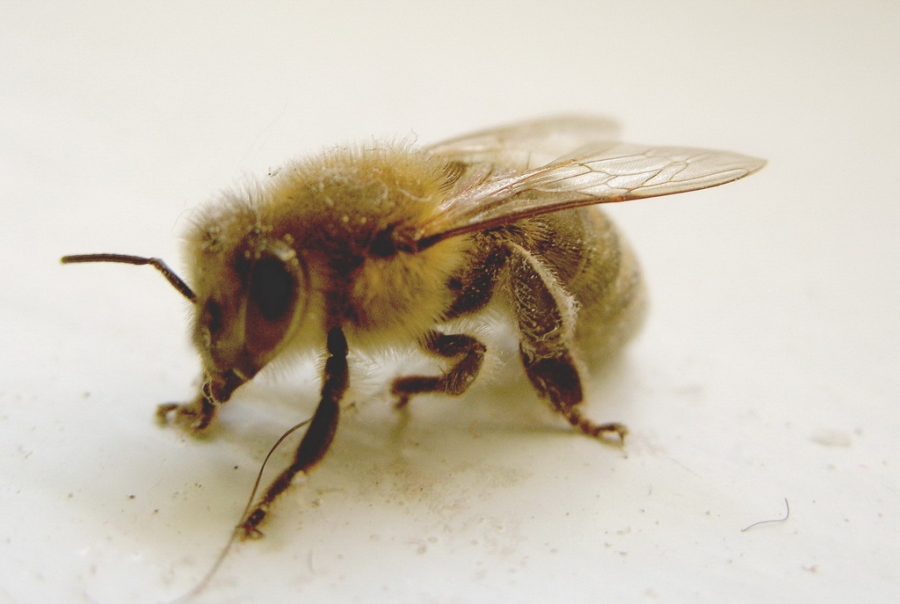 Bee