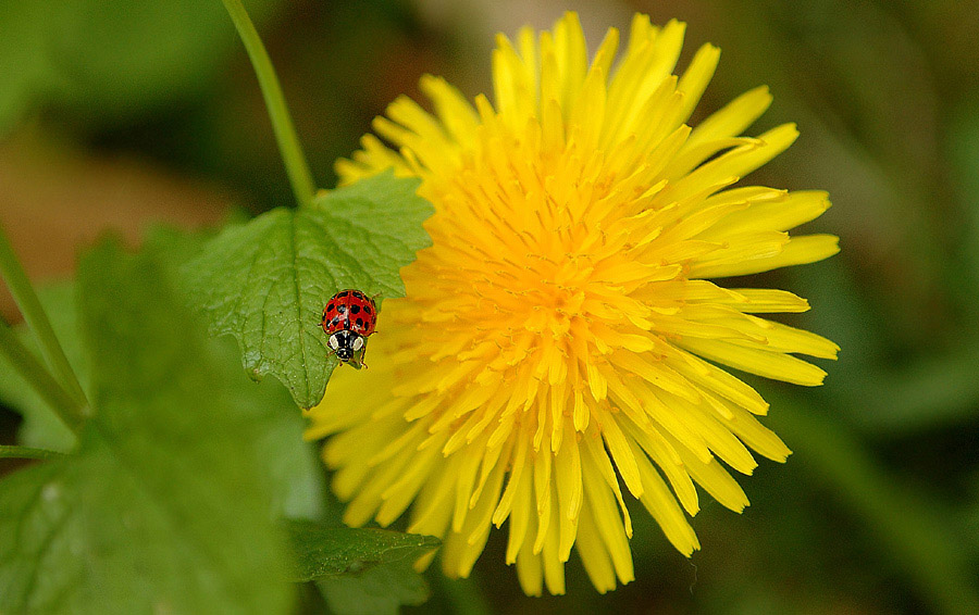Summer macro ...