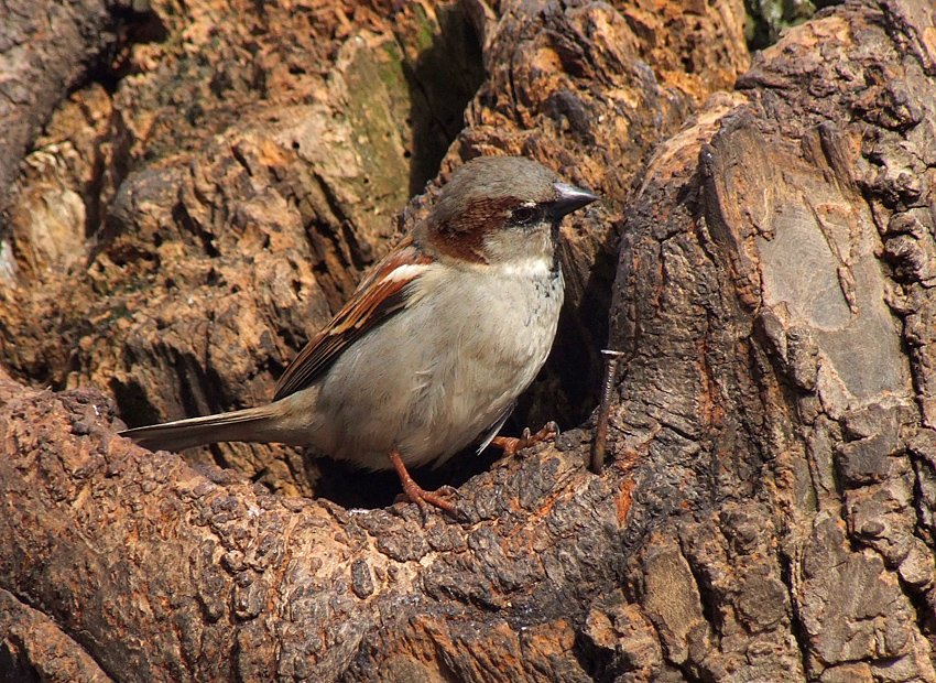 Sparrow-builder