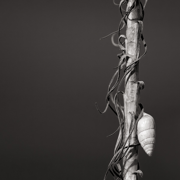 Portrait of a stalk