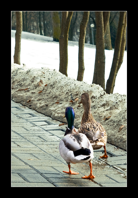 Spring walk