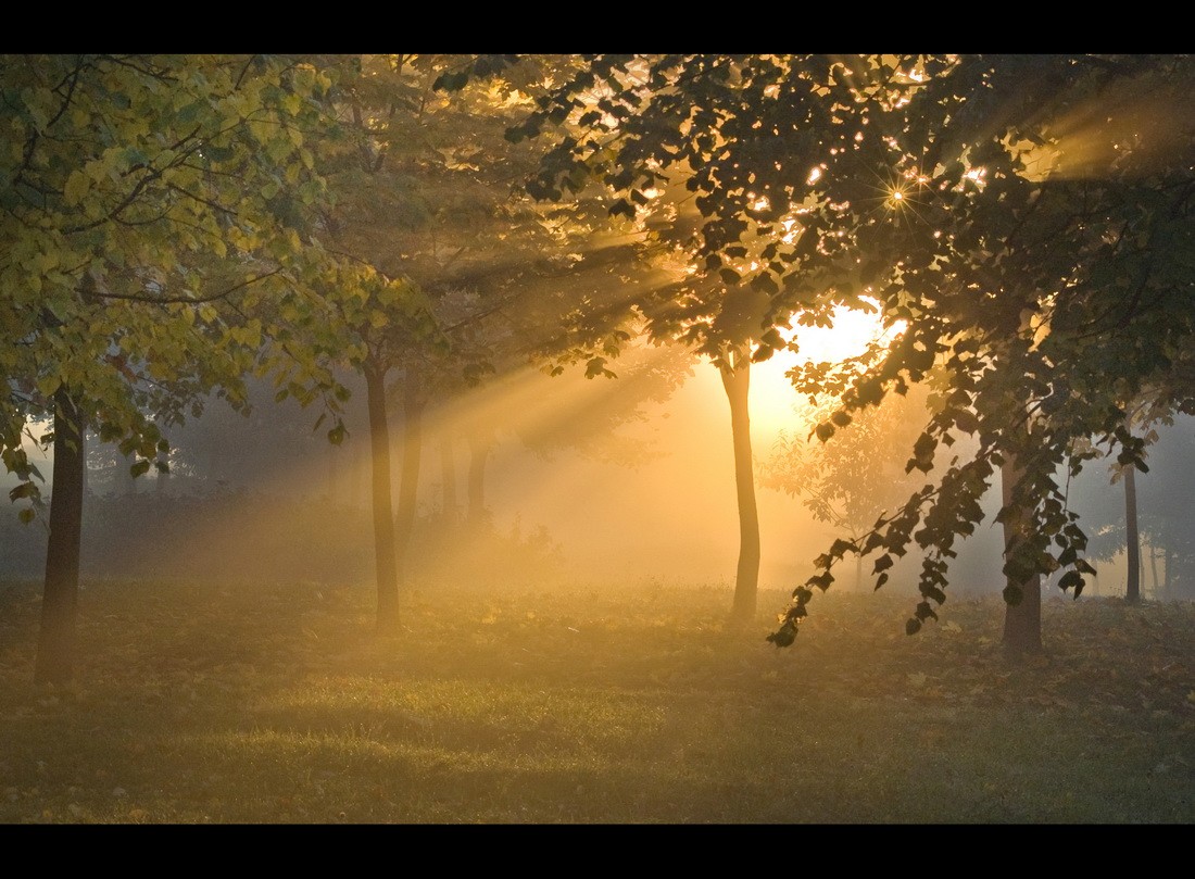 Morning Fall