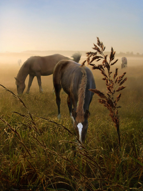 Dawn