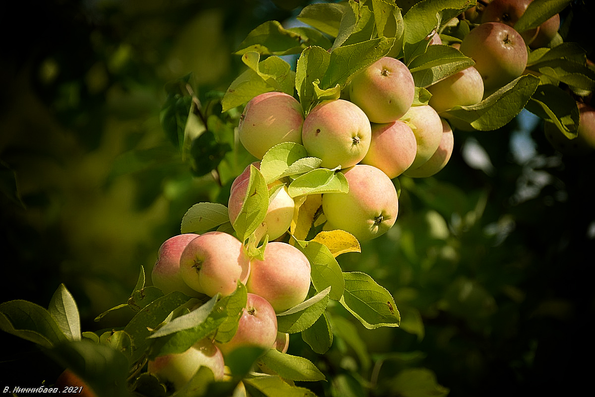 Apples