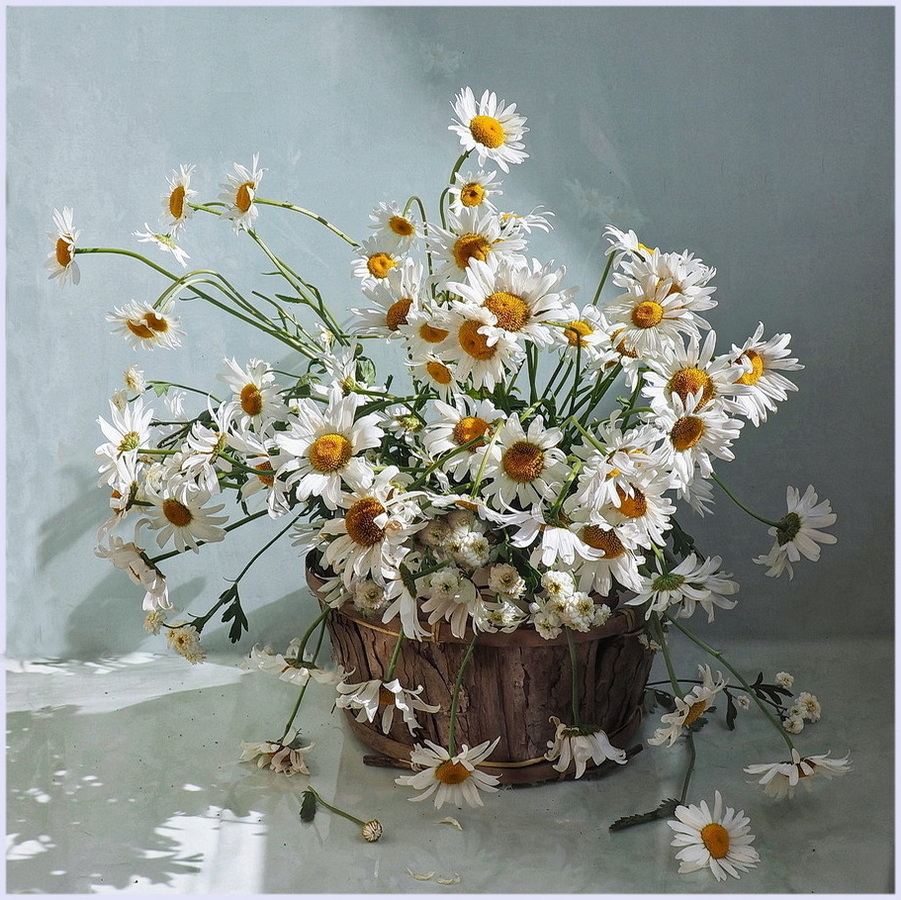 Daisies
