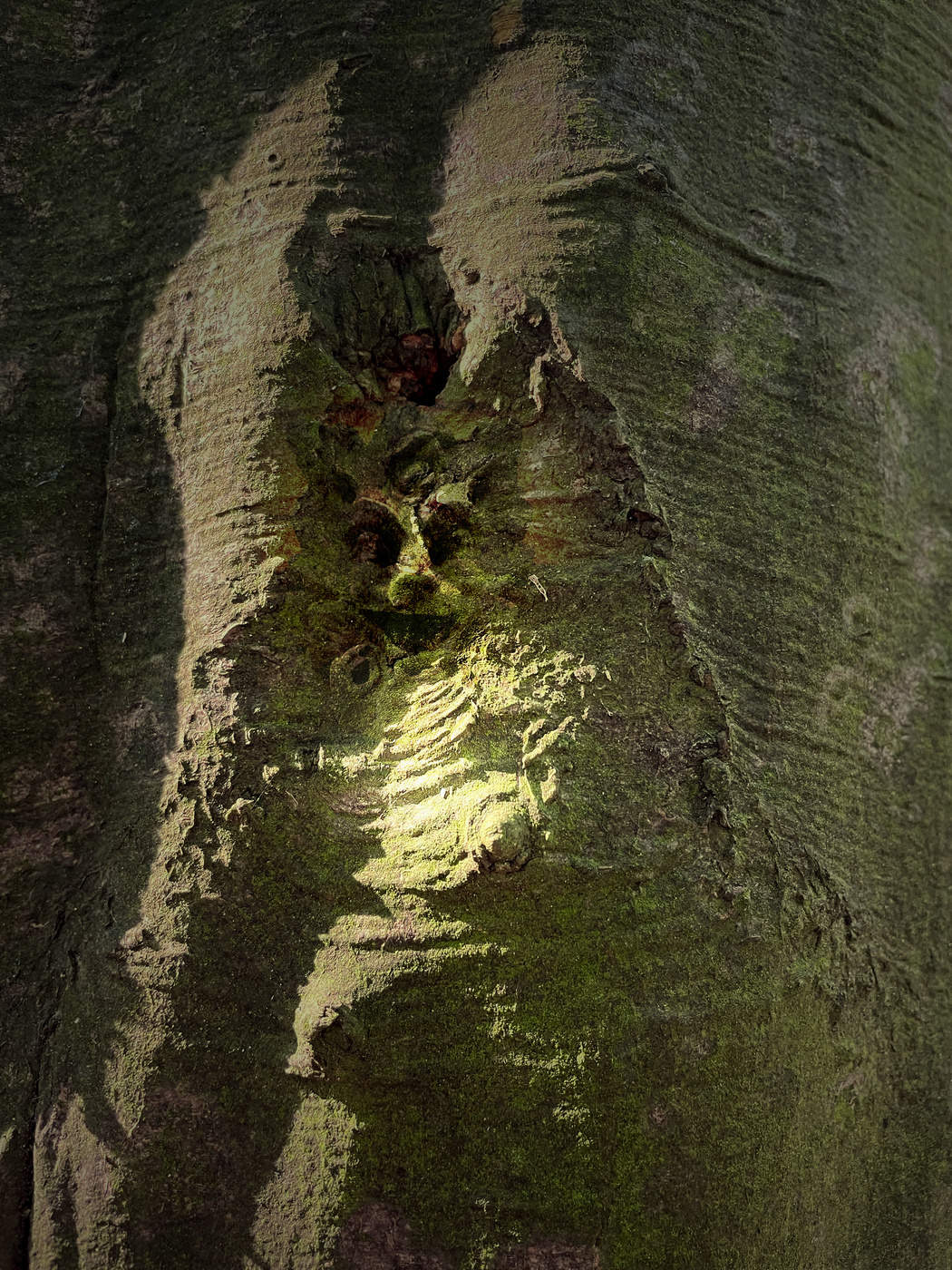 Baummarder