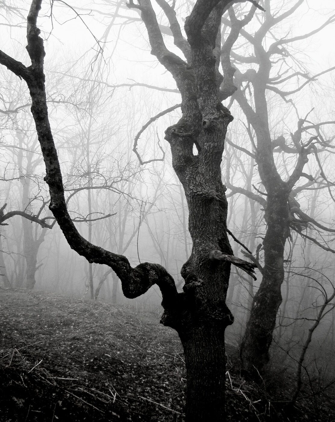 In the morning the forest