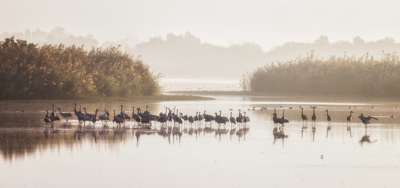 Crane's Lake