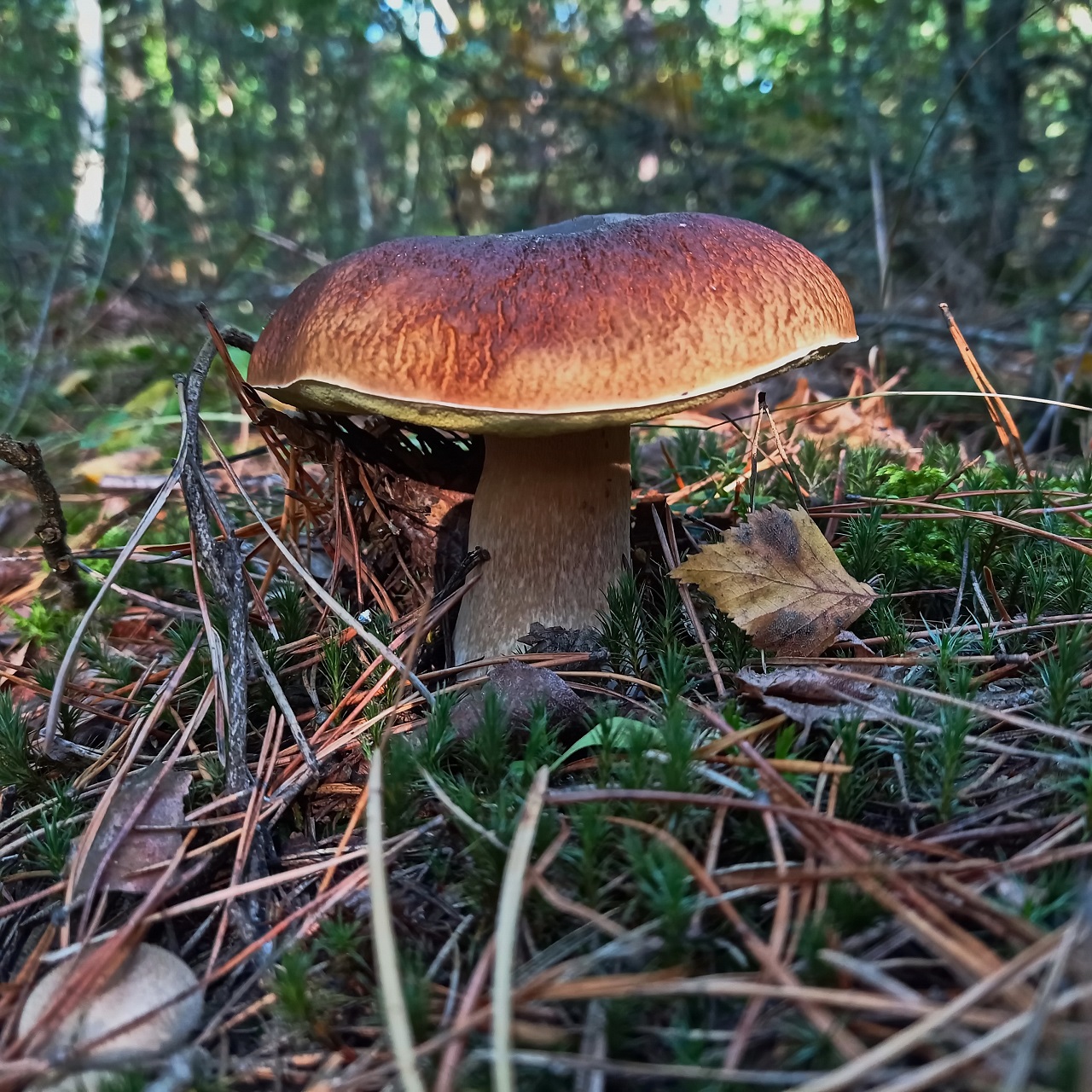 About mushrooms
