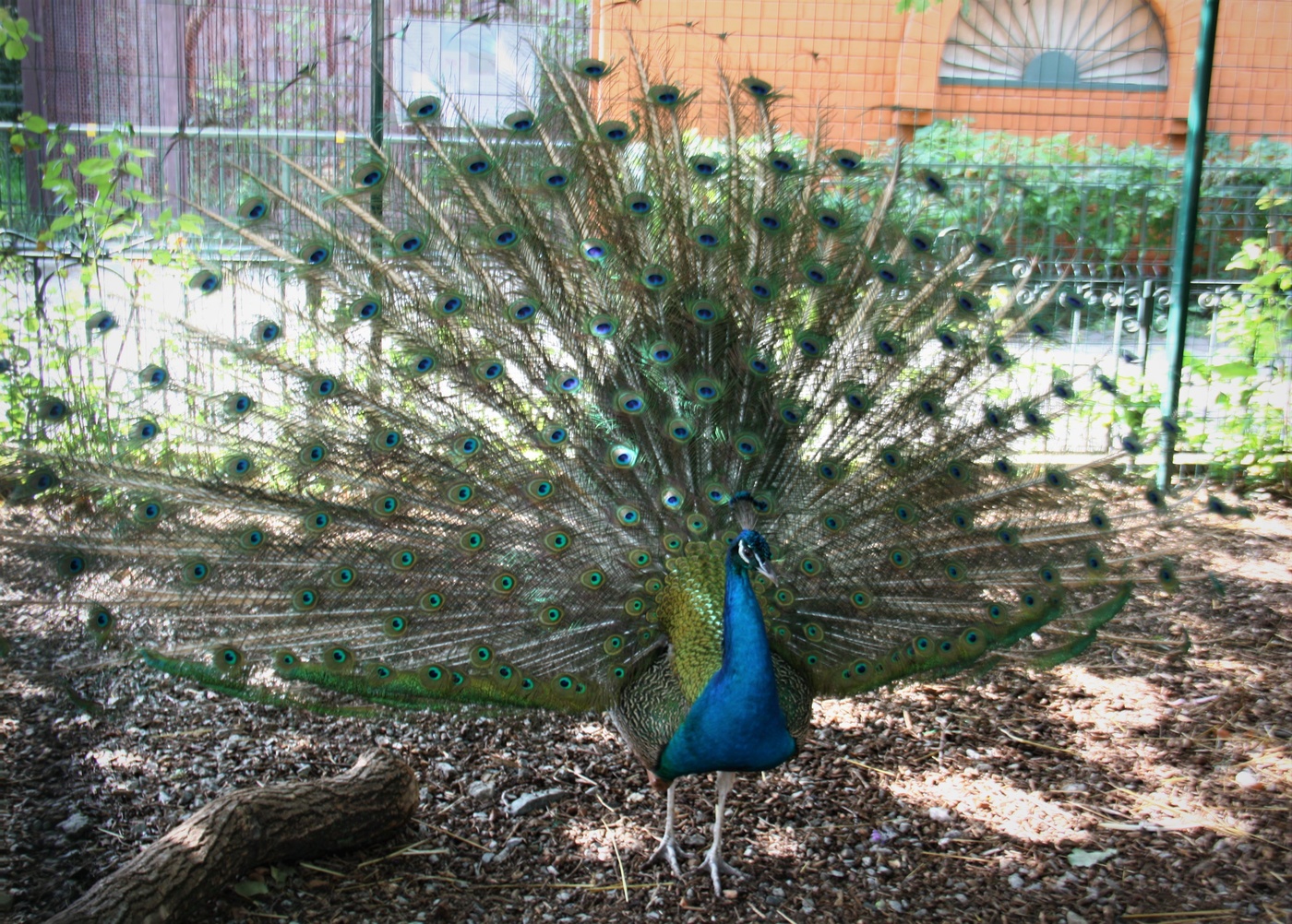 Peafowl