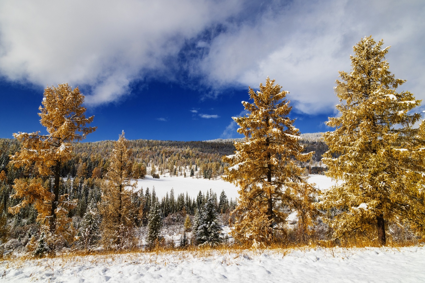 the contrasts of autumn