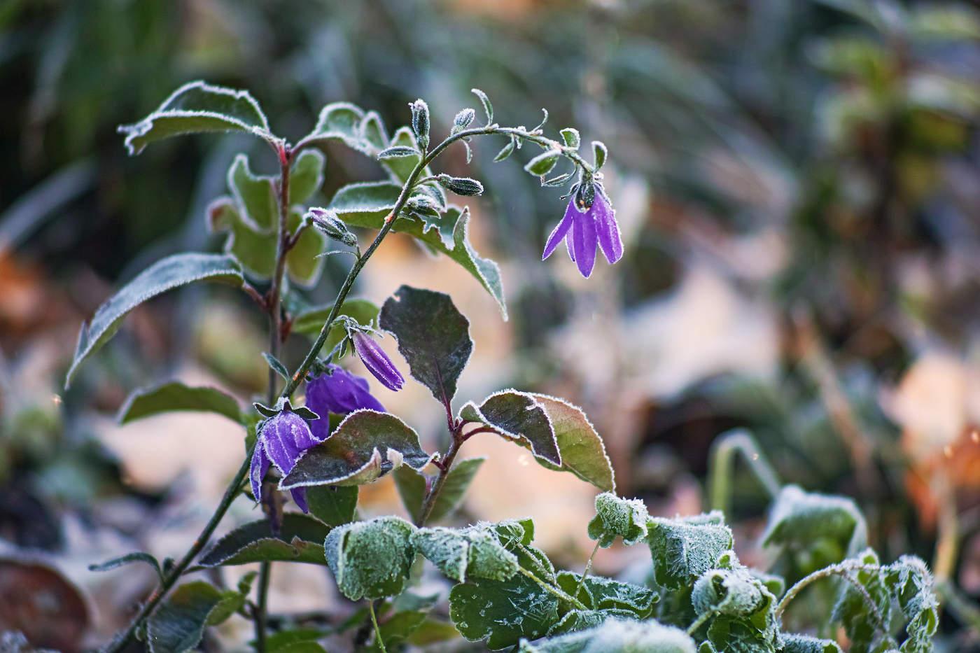 The first frosts