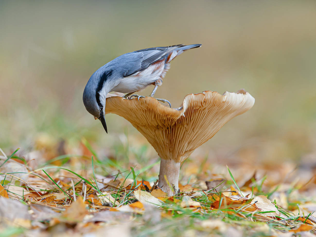 Autumn in the forest