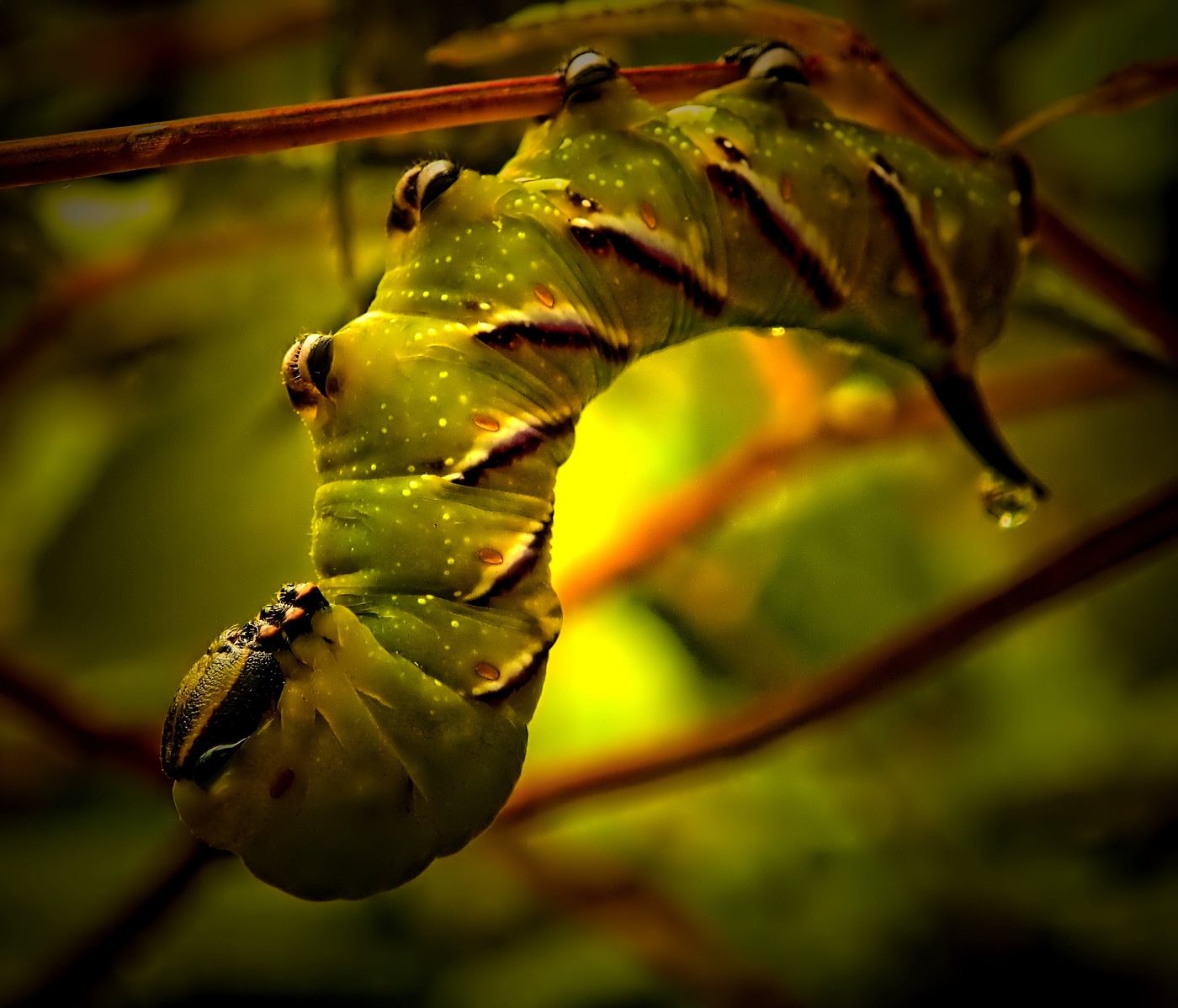 Pillar of Autumn