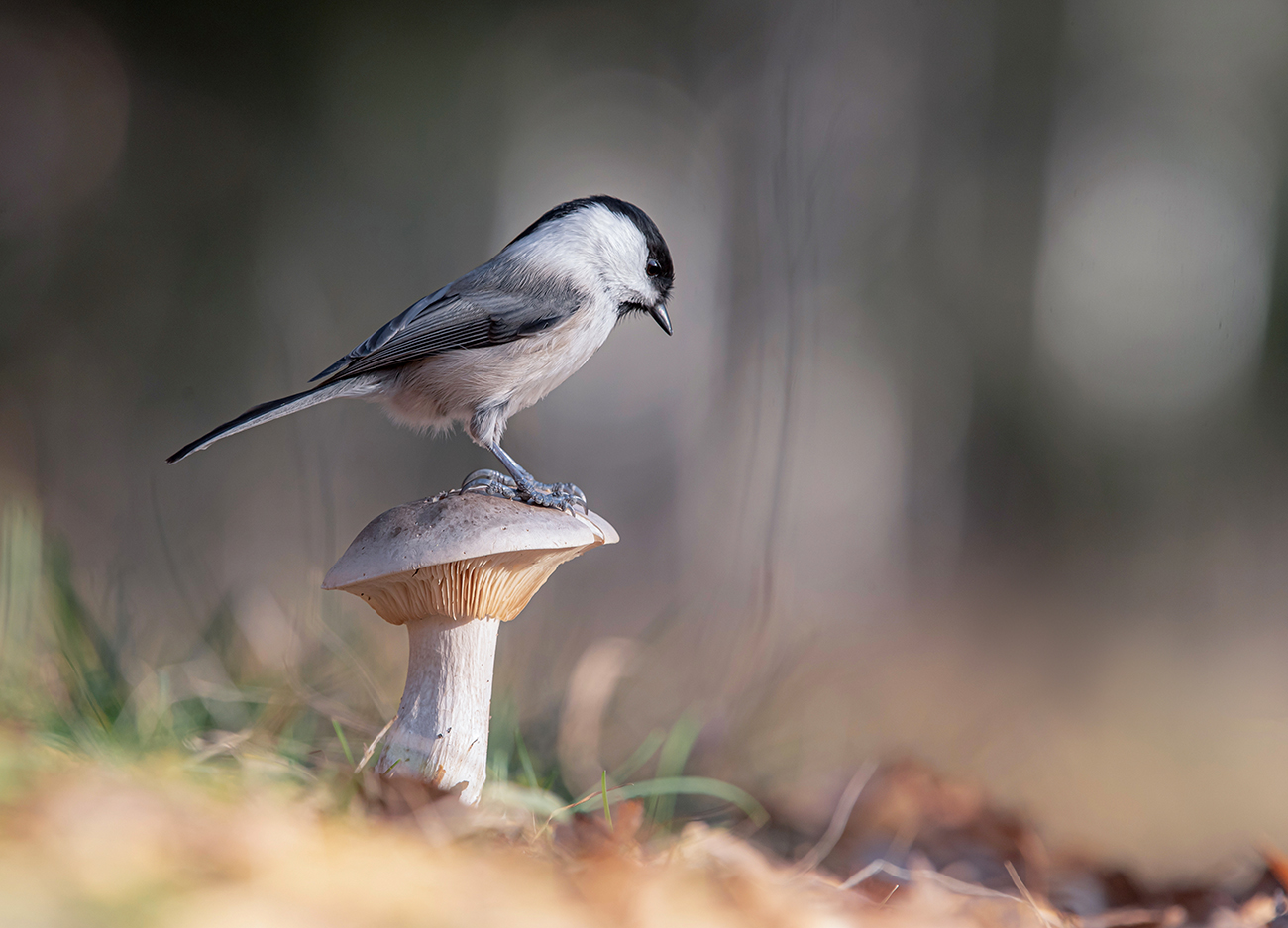 In forest