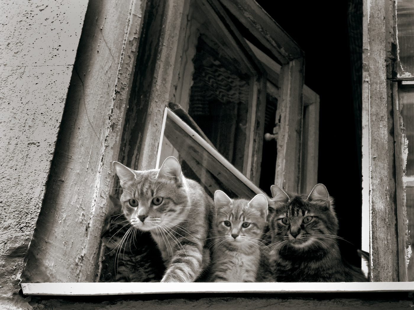The cat family