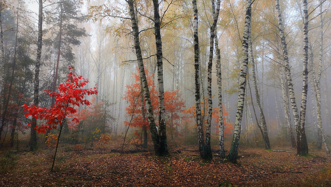 Foggy morning