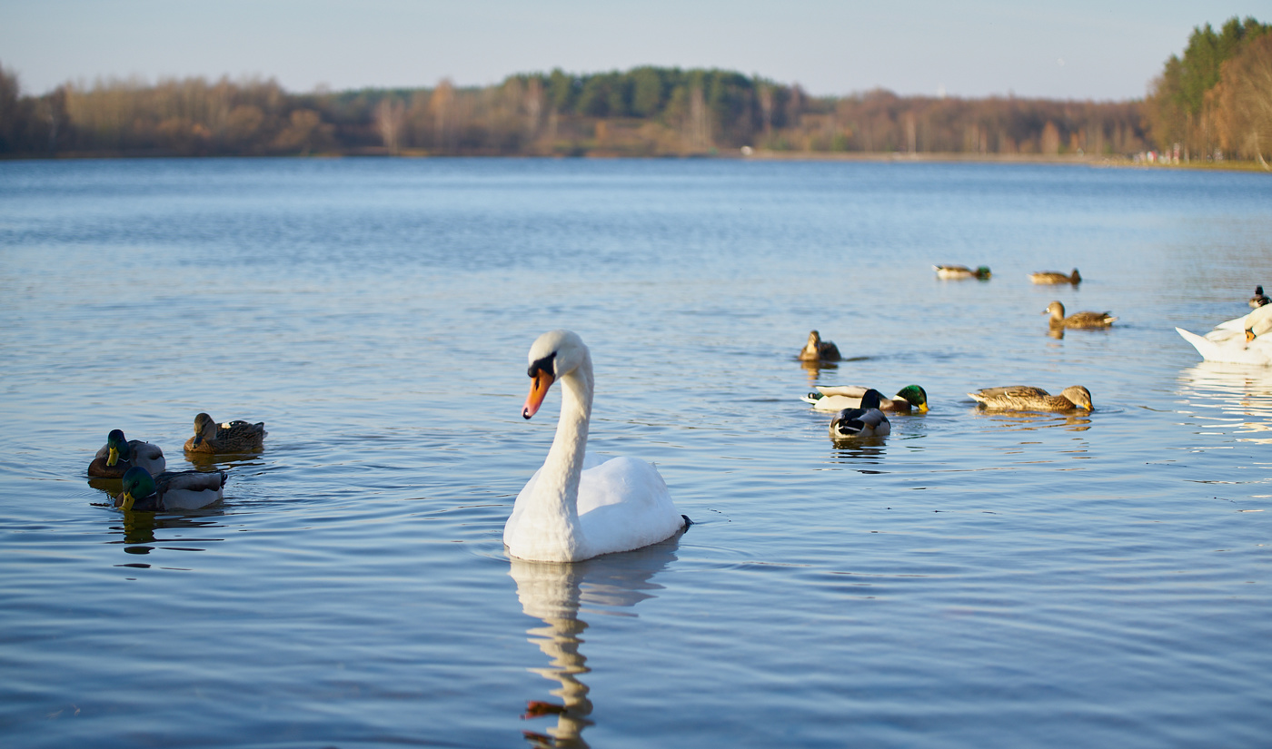 Swan