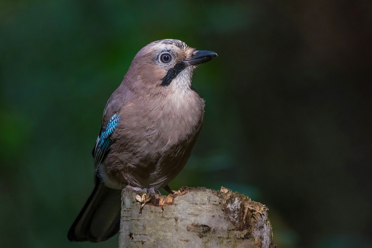 Jay