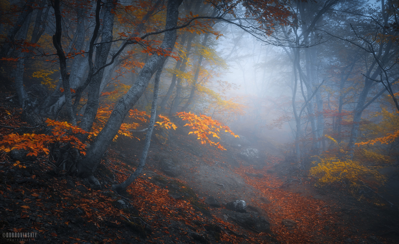 Autumn forest