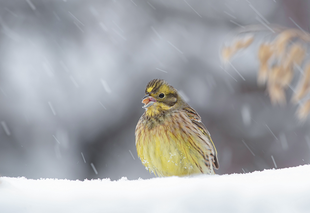Snowstorm