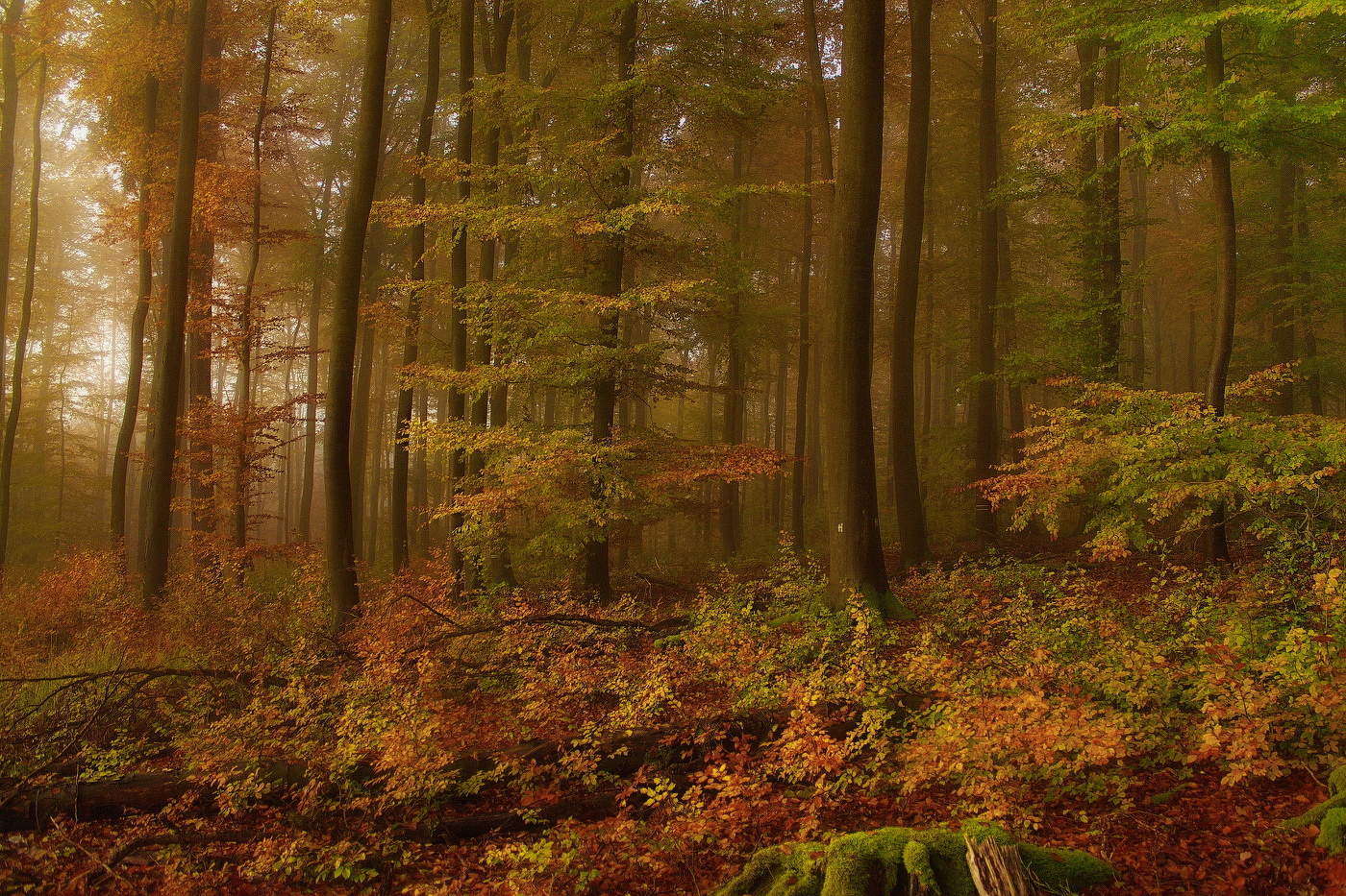 autumn color