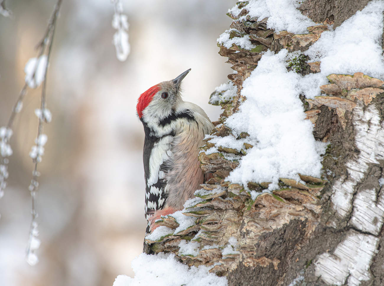 in the winter forest