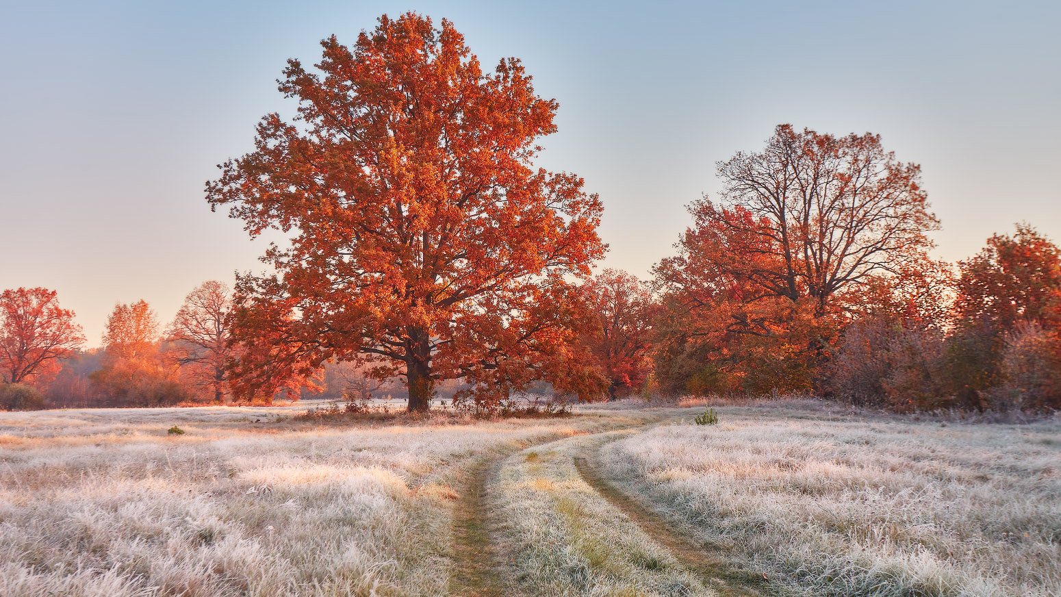 first frost in the autumn oakery