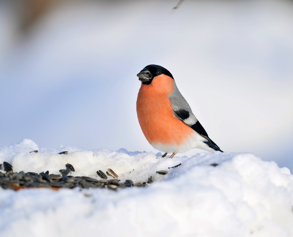 Bullfinch