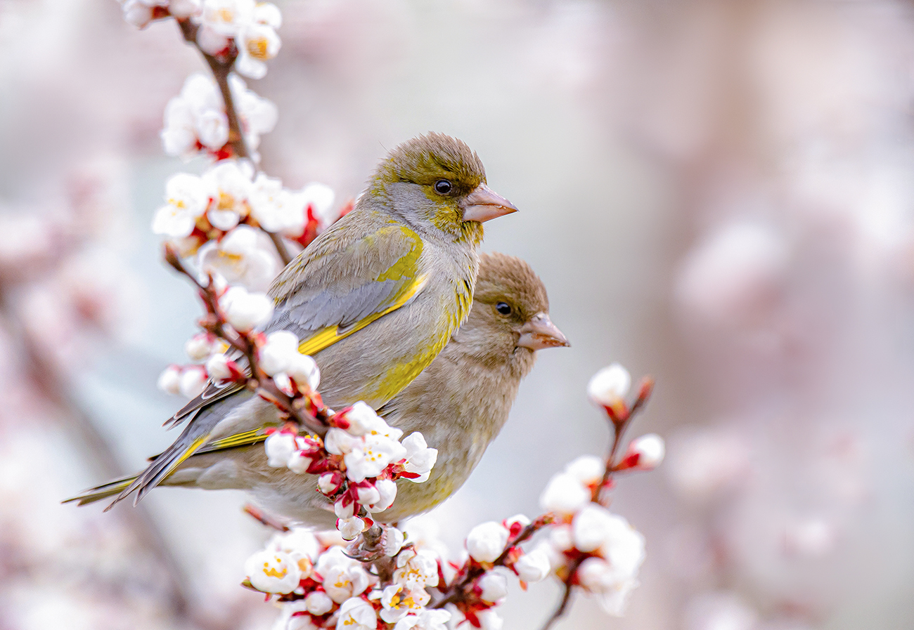 Spring is coming