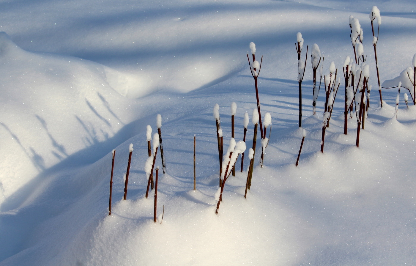 Winter etude.